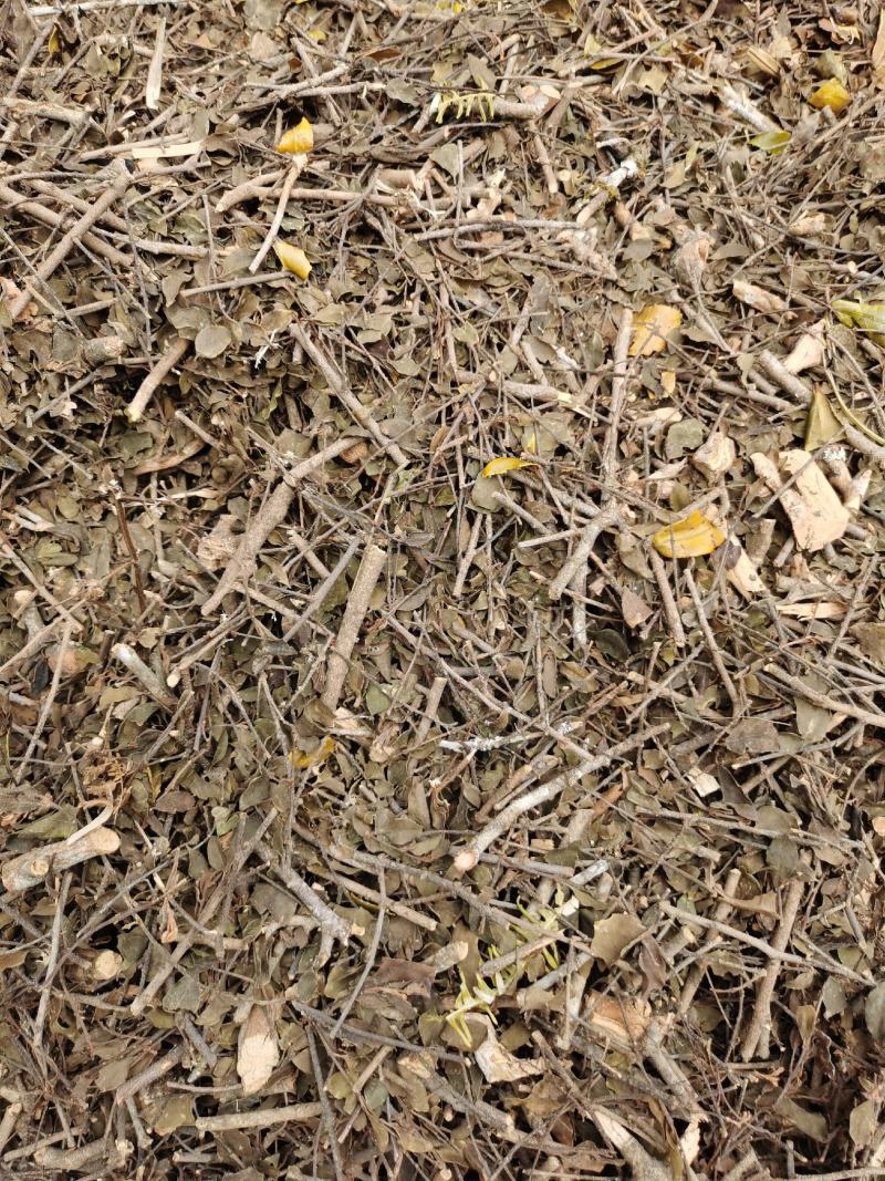 桑寄生正品广西本地桑寄生规格齐全产地直销量大从优