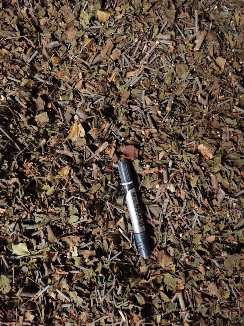桑寄生正品广西本地桑寄生规格齐全产地直销量大从优