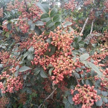 山东省临沂市大量上市鲜花椒，有大红袍，小红袍等