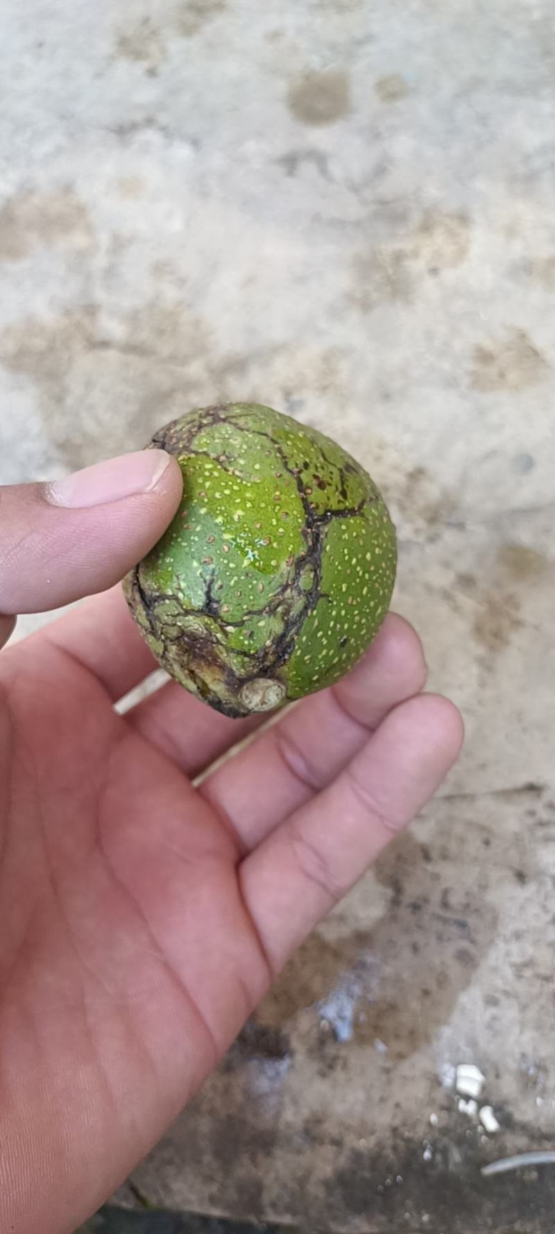 核桃，云南核桃，清皮核桃，干核桃，