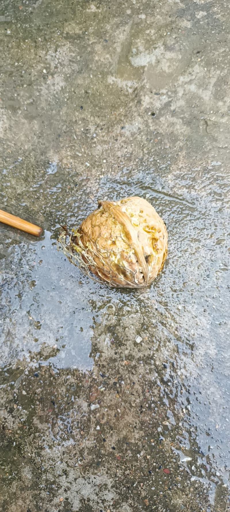 核桃，云南核桃，清皮核桃，干核桃，