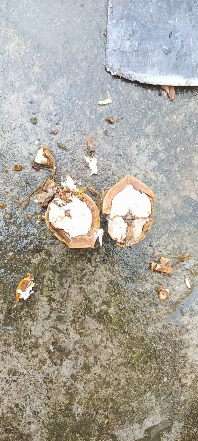核桃，云南核桃，清皮核桃，干核桃，