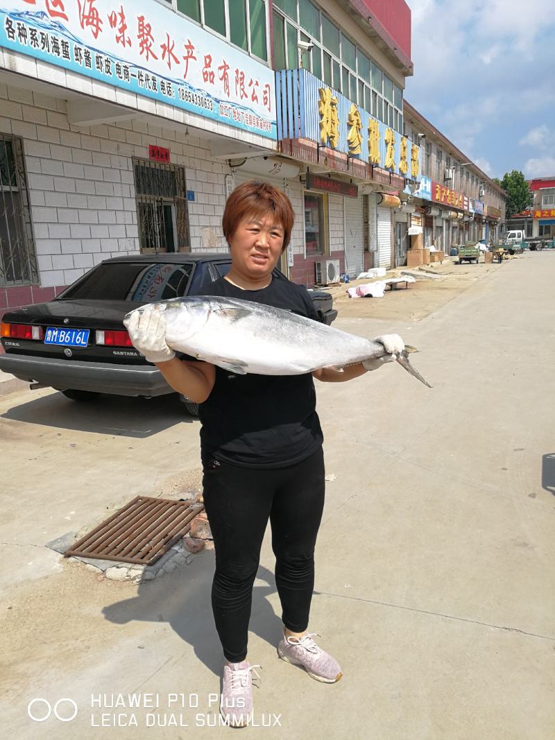 19—22斤一条，新鲜度可见，清蒸，红烧味道鲜美