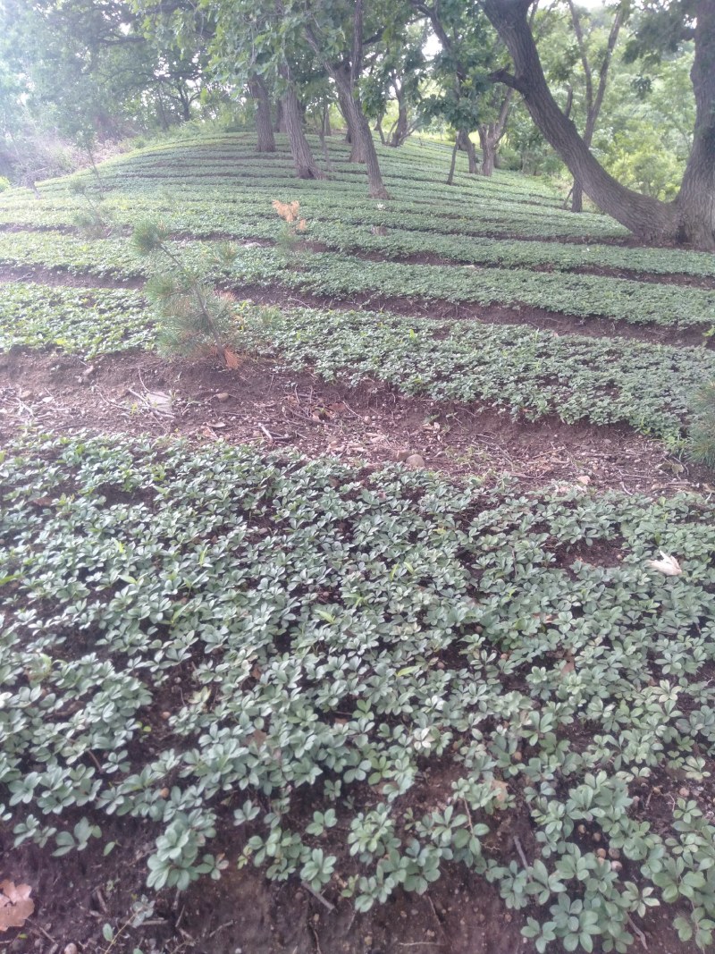 赤芍种子，野生赤芍，山地繁育