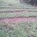 赤芍种子，野生赤芍，山地繁育