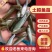 鲮鱼苗大量有货常年供应欢迎全国采购