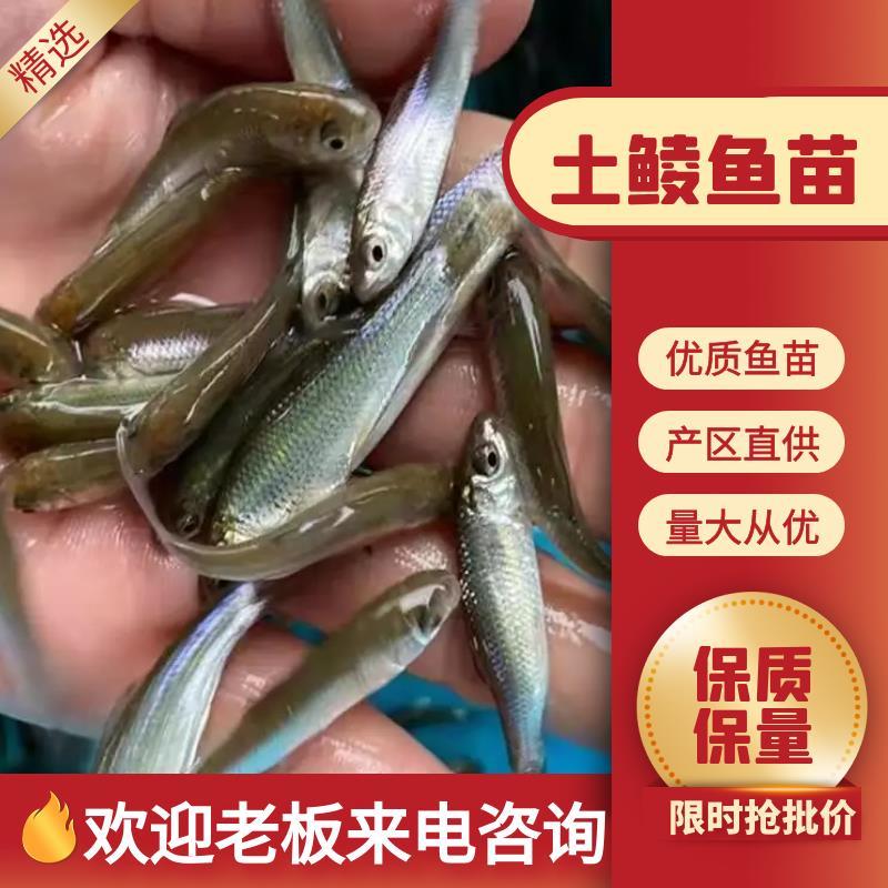 鲮鱼苗大量有货常年供应欢迎全国采购