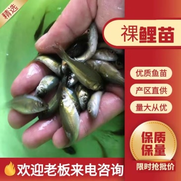 祼鲤苗大量有货常年供应欢迎全国采购