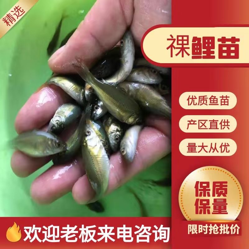 祼鲤苗大量有货常年供应欢迎全国采购