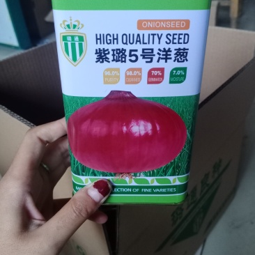 紫璐5号洋葱