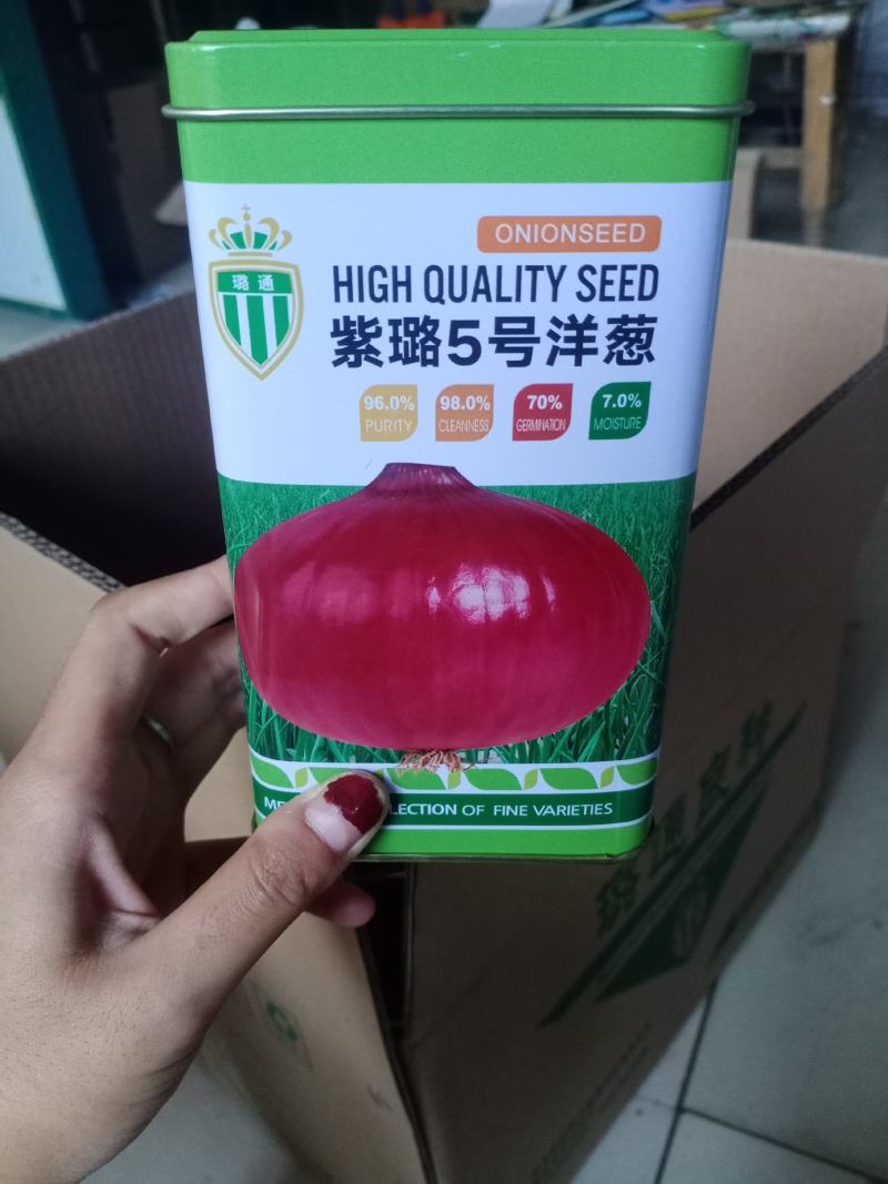 紫璐5号洋葱