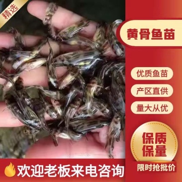 全雄黄骨鱼多种品类供应大量有货常年供应欢迎全国老板