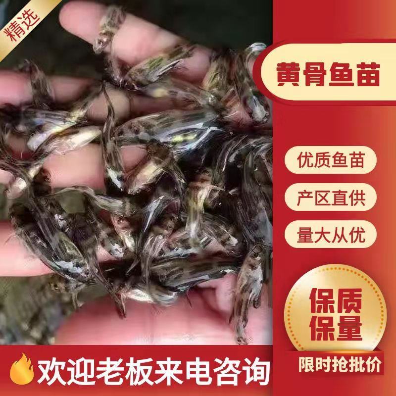 全雄黄骨鱼多种品类供应大量有货常年供应欢迎全国老板