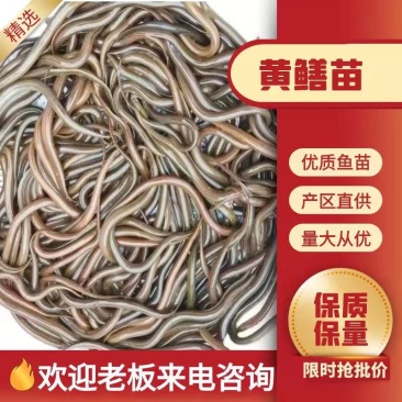 黄鱔鱼苗大量有货常年供应欢迎全国老板采购