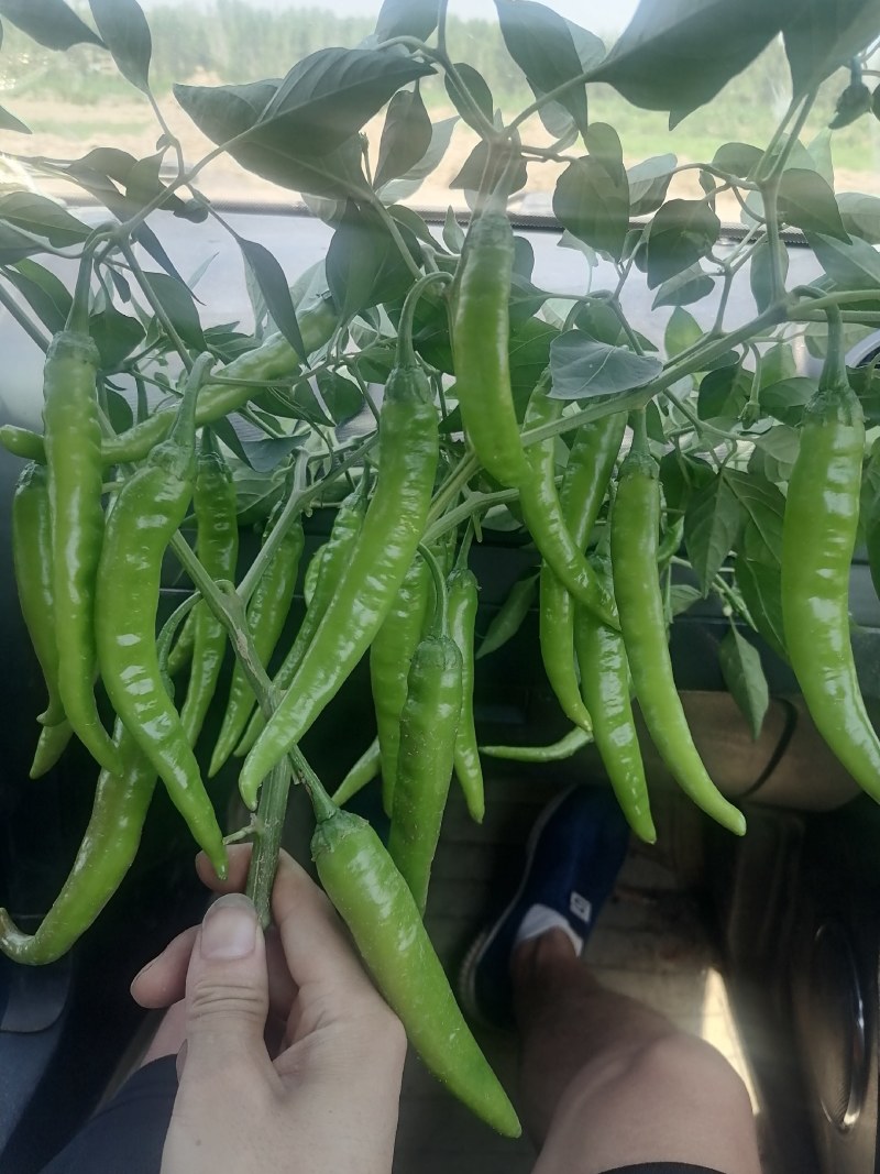 精品杭椒9号，高山辣椒，质量非常好，青红都有，靓货