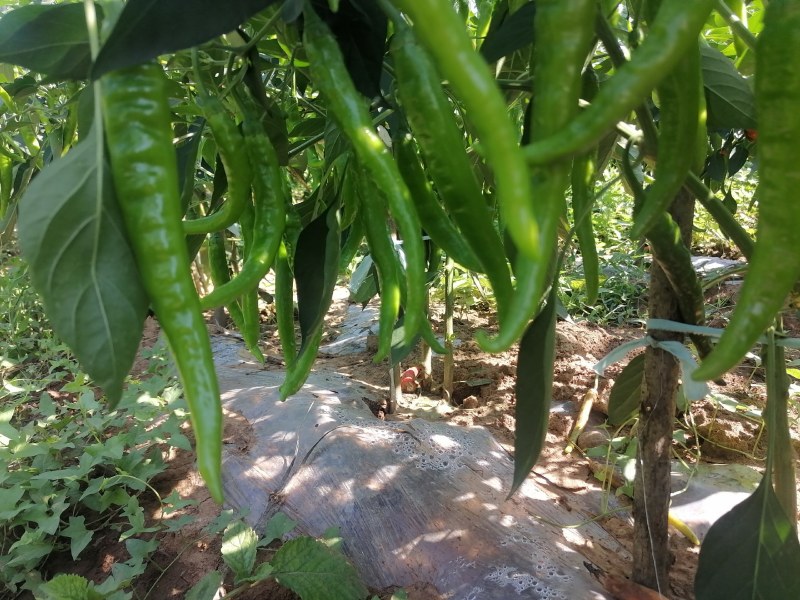 精品杭椒9号，高山辣椒，质量非常好，青红都有，靓货