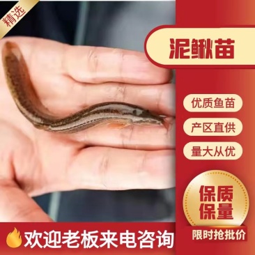泥鳅苗大量有货常年供应包活到家欢迎全国老板采购