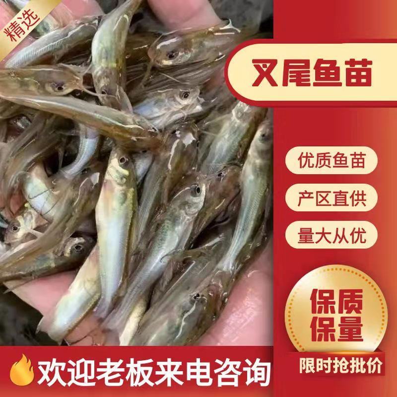 叉尾鱼苗大量有货常年供应欢迎全国老板采购