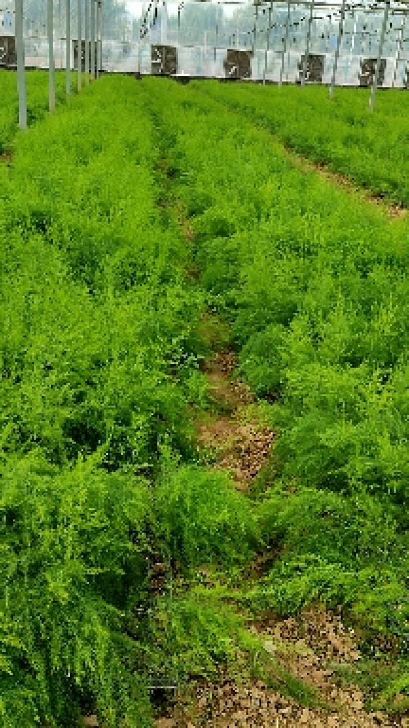 长期供应杂交一代芦笋苗子，绿宝石早熟全绿芦苗子，现货上市