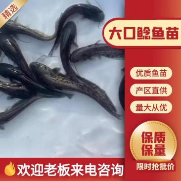 鯰鱼苗大量有货常年供应欢迎全国老板采购