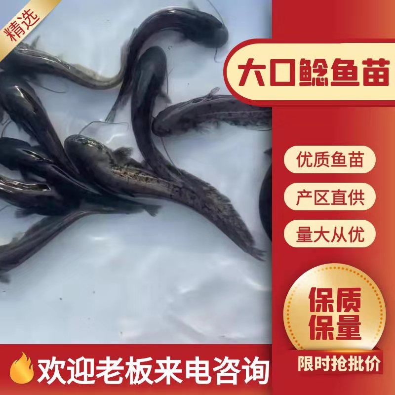 鯰鱼苗大量有货常年供应欢迎全国老板采购