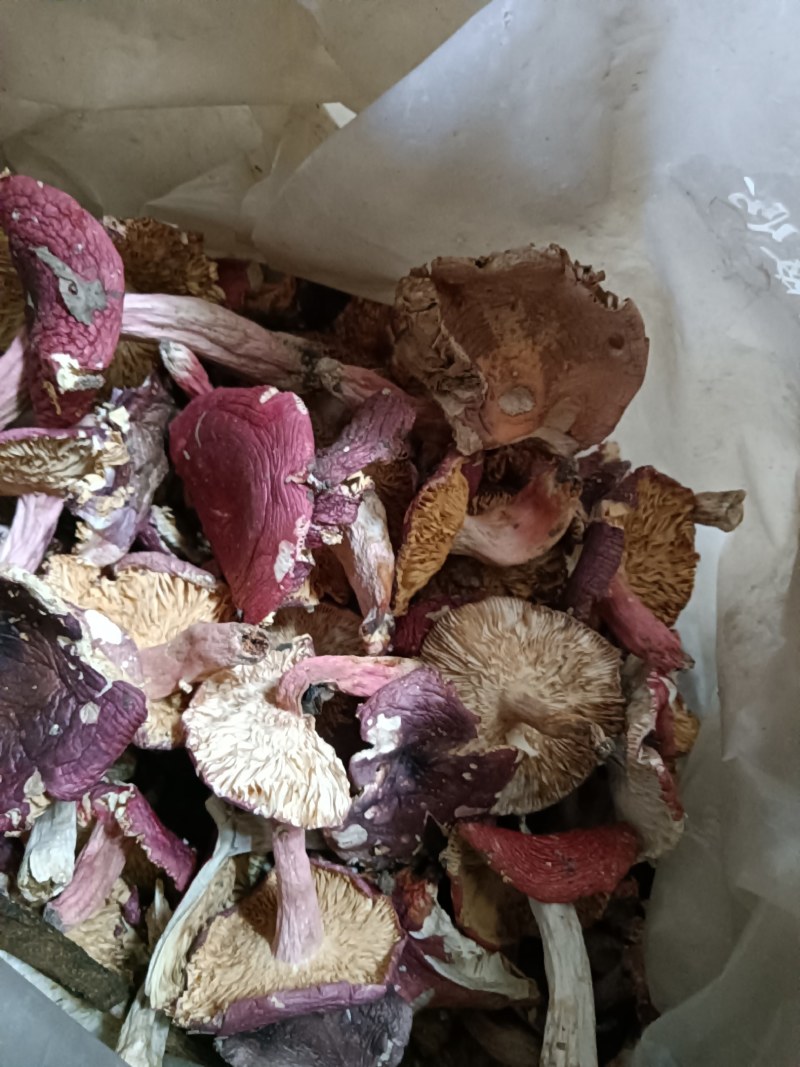 红菇