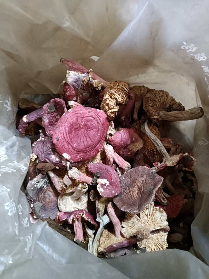 红菇