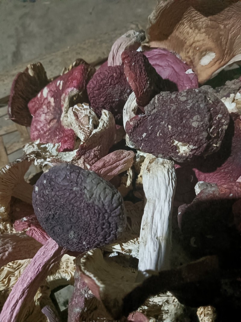 红菇
