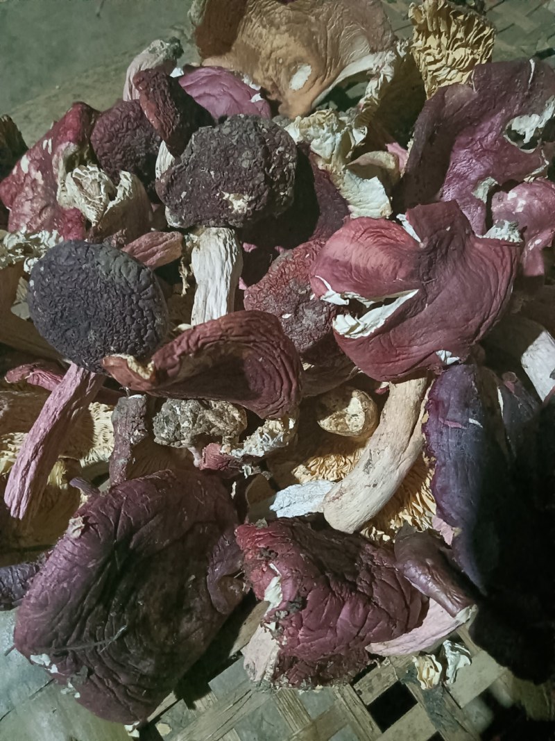 红菇
