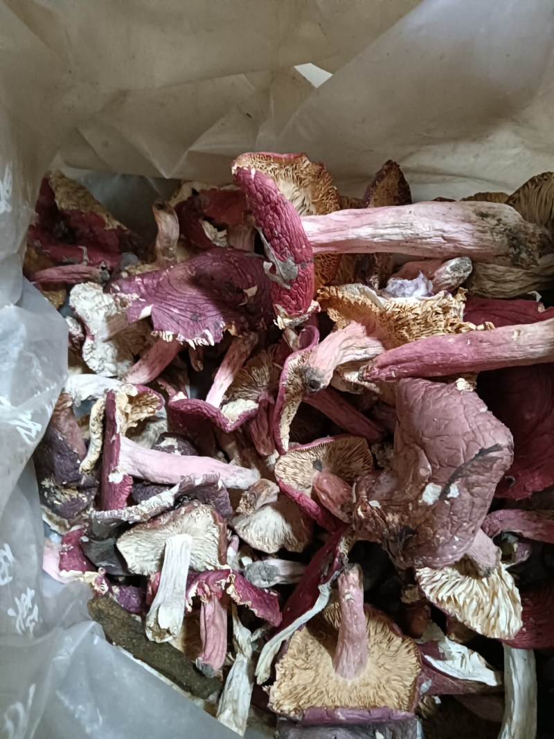 红菇