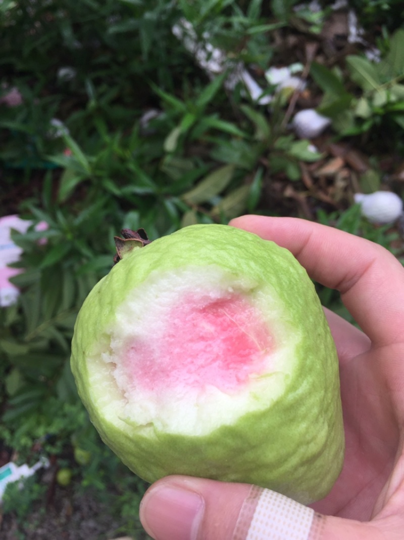 珍珠西瓜红石榴，甜度适中，味道脆脆…