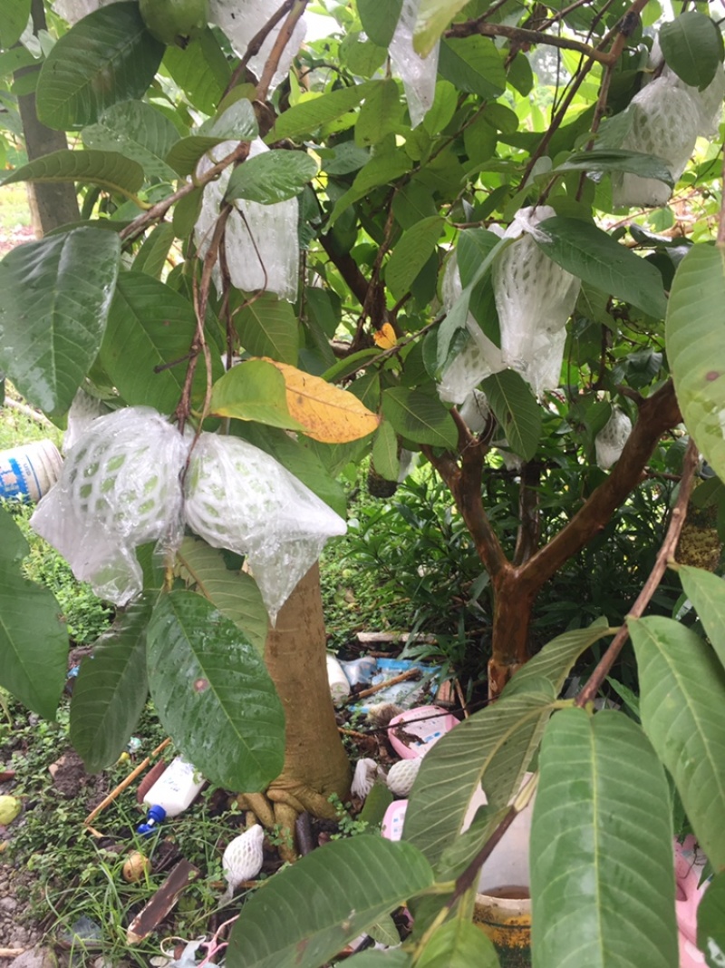 珍珠西瓜红石榴，甜度适中，味道脆脆…