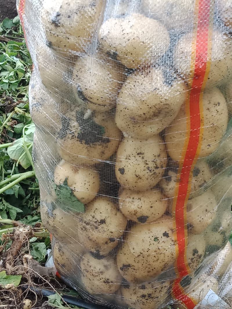 尤金885土豆3两以上通货