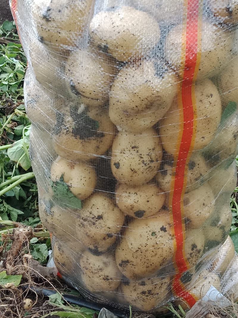 尤金885土豆3两以上通货