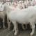美国白山羊大白羊多胎高产山羊品种圈养放养都可以一胎3-5