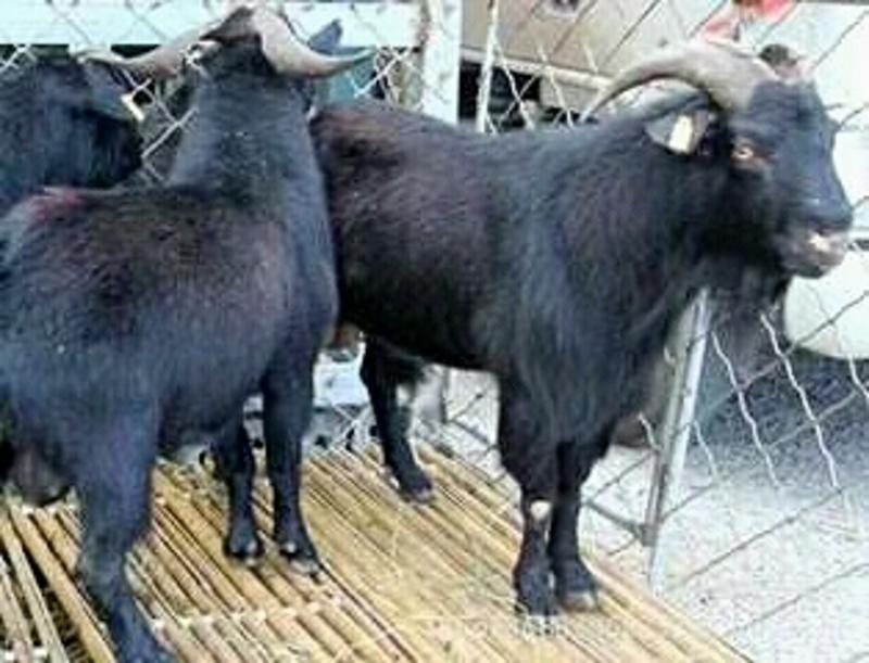 黑山羊努比亚黑山羊，肉质鲜美好饲养，市场价高养殖效益可观
