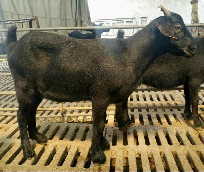 黑山羊努比亚黑山羊，肉质鲜美好饲养，市场价高养殖效益可观