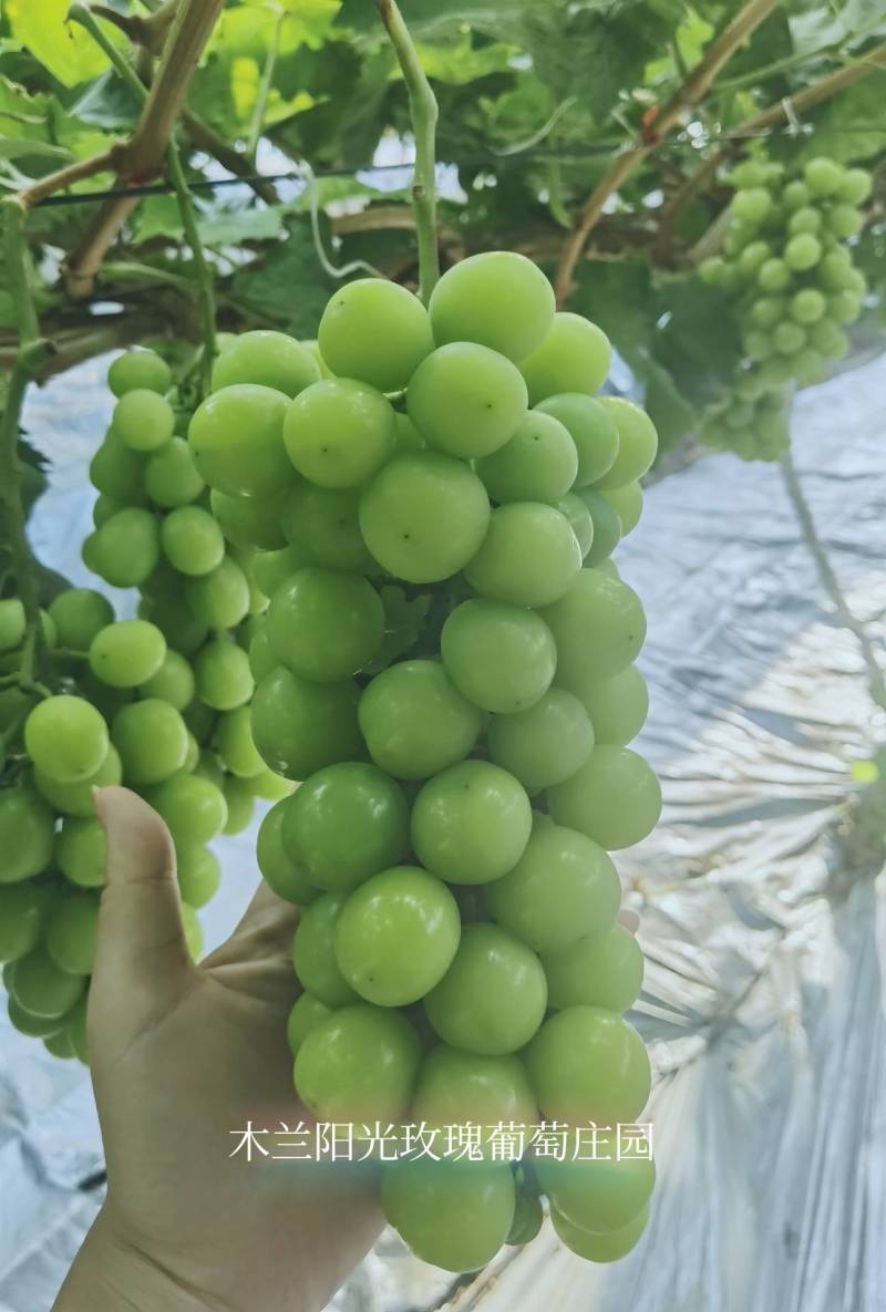 成都自产自销专营阳光玫瑰葡萄四万多斤待售