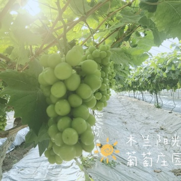 成都自产自销专营阳光玫瑰葡萄四万多斤待售