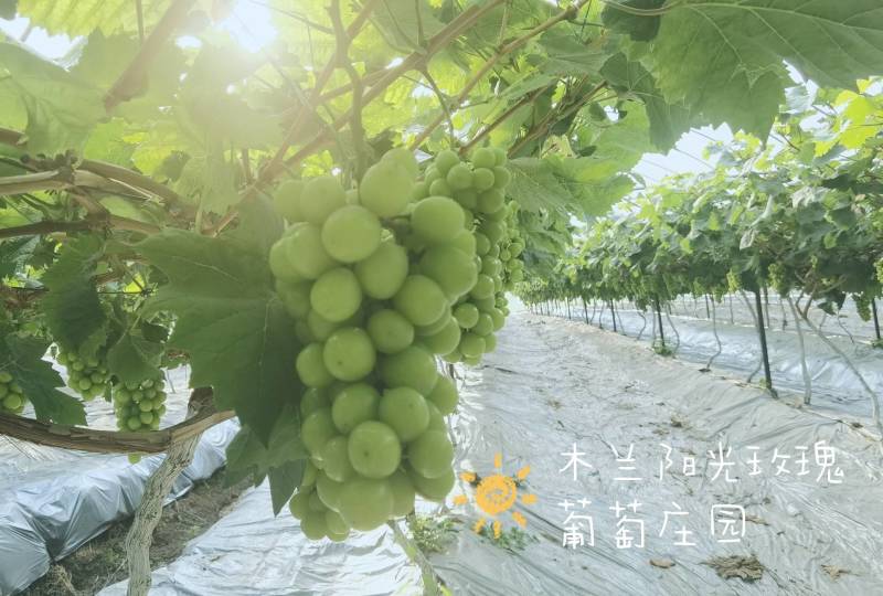 成都自产自销专营阳光玫瑰葡萄四万多斤待售