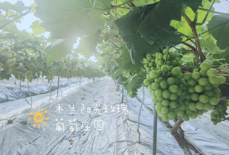 成都自产自销专营阳光玫瑰葡萄四万多斤待售