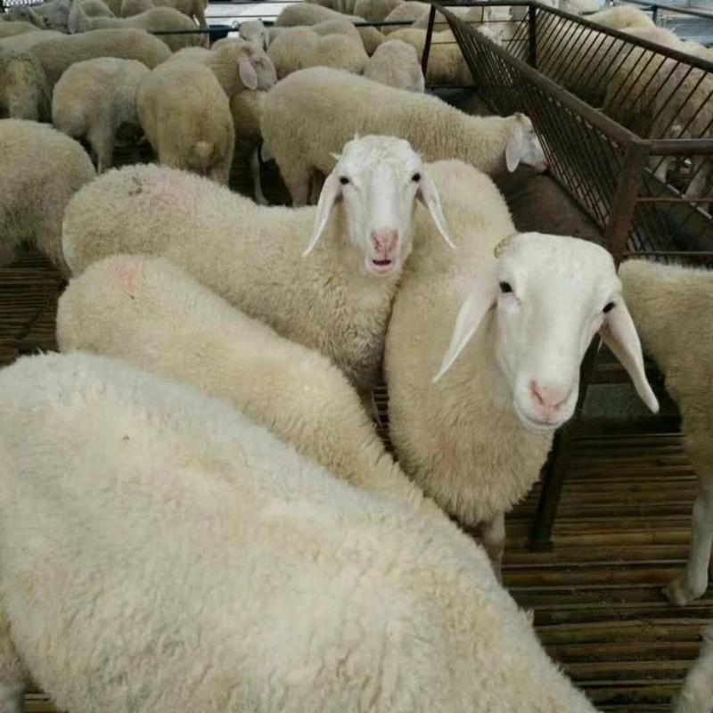小尾寒羊鲁西高腿小尾羊绵羊良种早熟繁殖快适应性强性能稳定