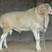 小尾寒羊鲁西高腿小尾羊绵羊良种早熟繁殖快适应性强性能稳定