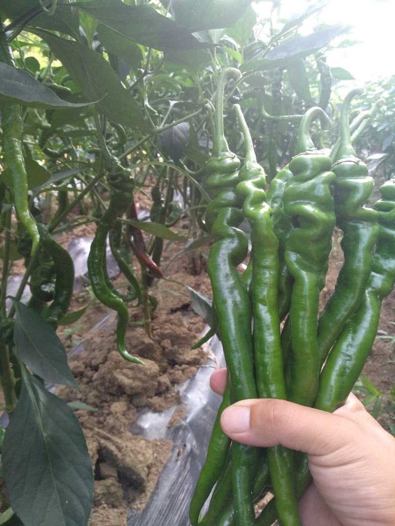 精品中的精品。