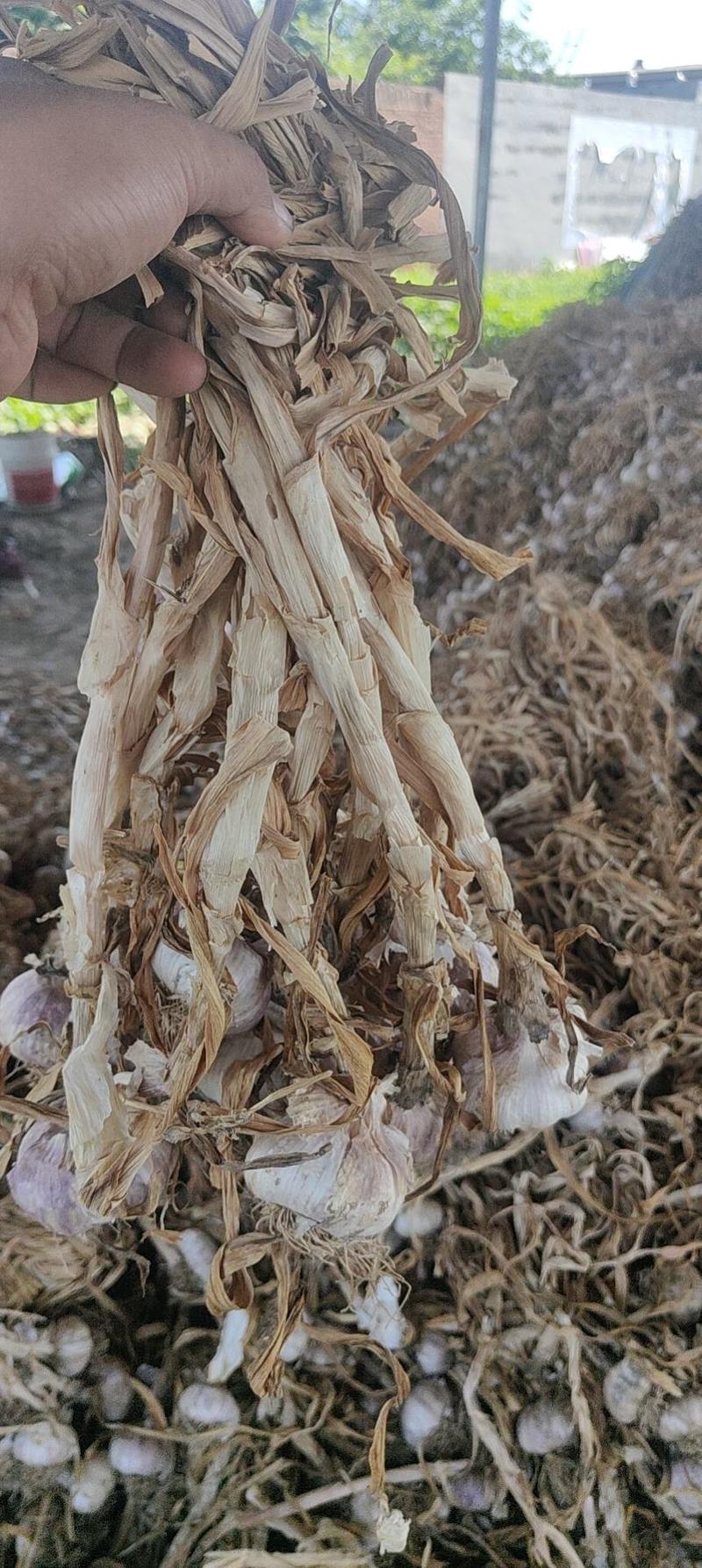 大蒜蒜扒可以养蒜黄种植基地大量供应产地直发价格便宜