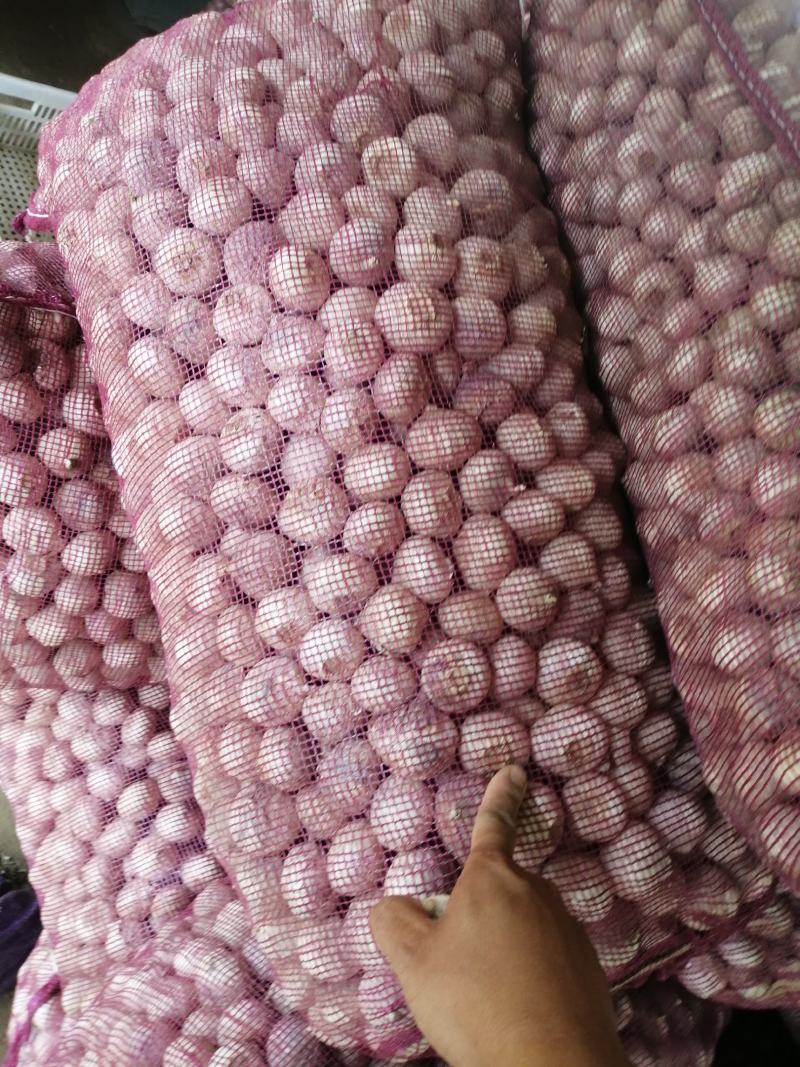 独头蒜，拌蒜，产地大量供应，有需要的抓紧时间联系