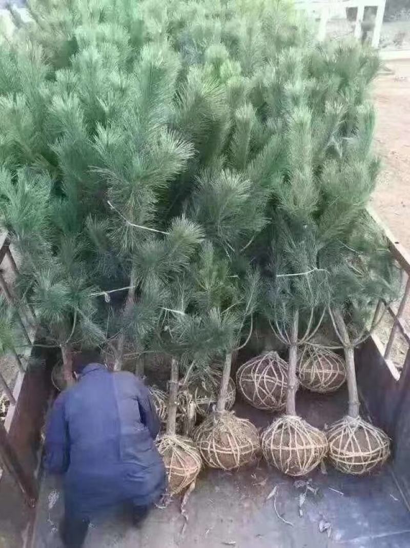 侧柏苗黑松苗规格多产地直销荒山绿化树