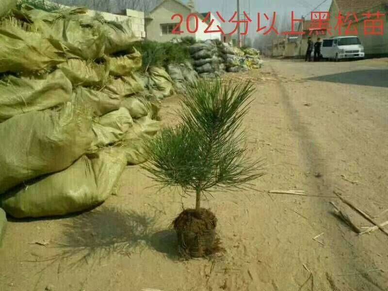 侧柏苗黑松苗规格多产地直销荒山绿化树