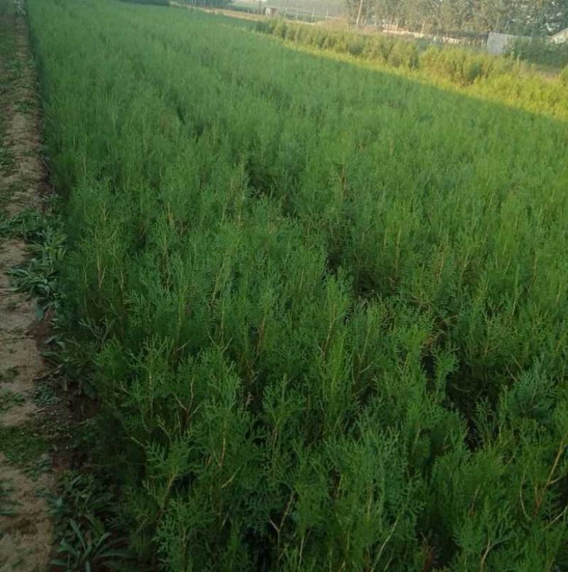 侧柏苗黑松苗规格多产地直销荒山绿化树