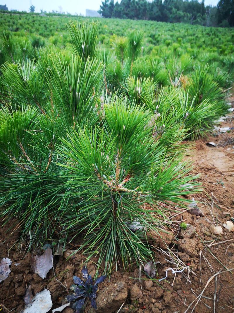 侧柏苗黑松苗规格多产地直销荒山绿化树